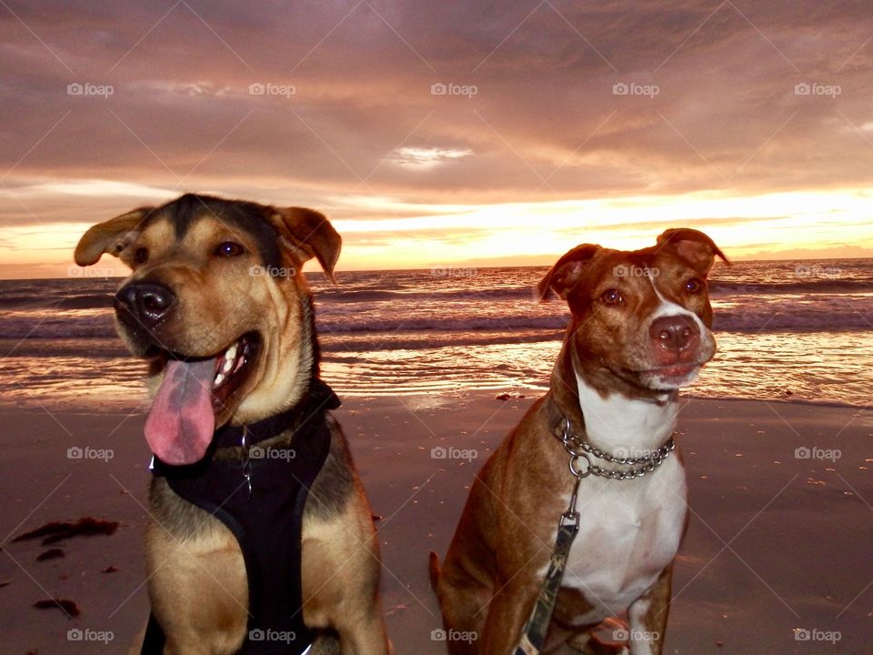 Beach dogs