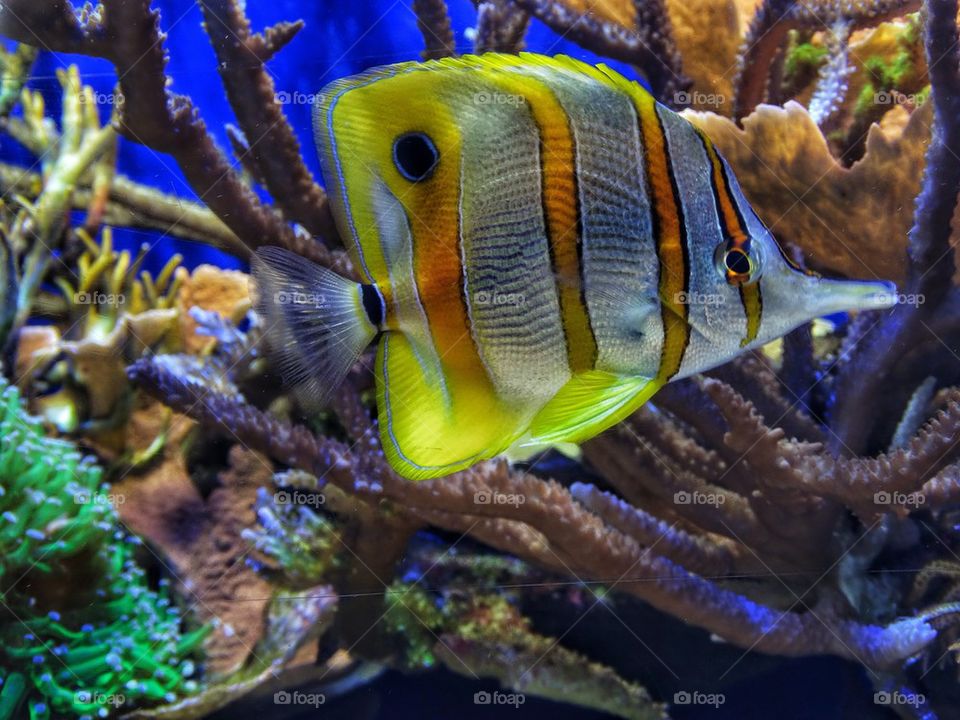 Colorful tropical aquarium fish
