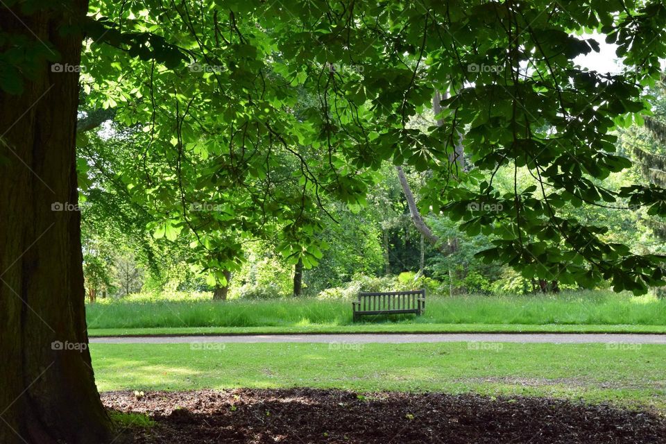 Bench in the woods