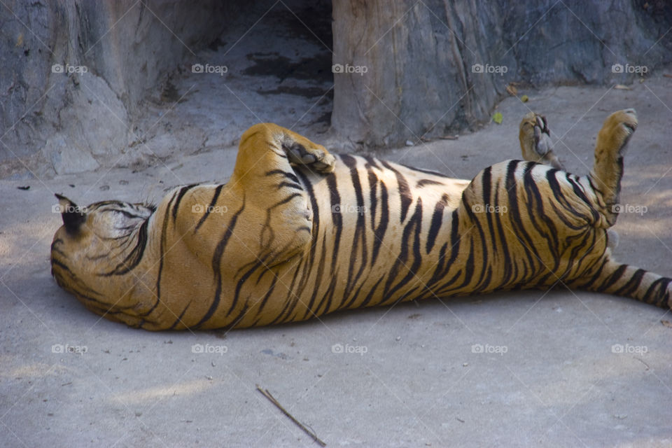 THE BENGAL TIGER IN PATTAYA THAILAND