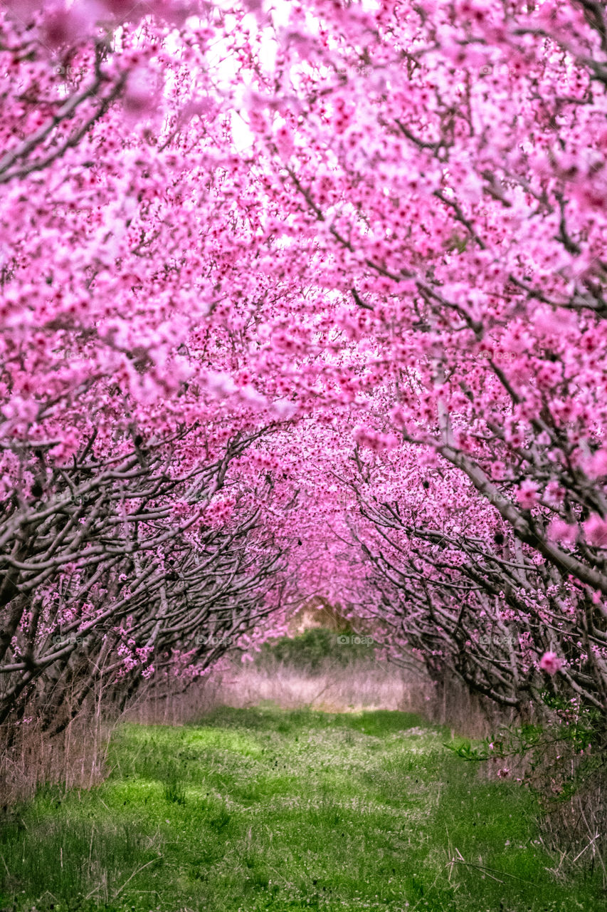 Pink blooming peach trees in spring season.