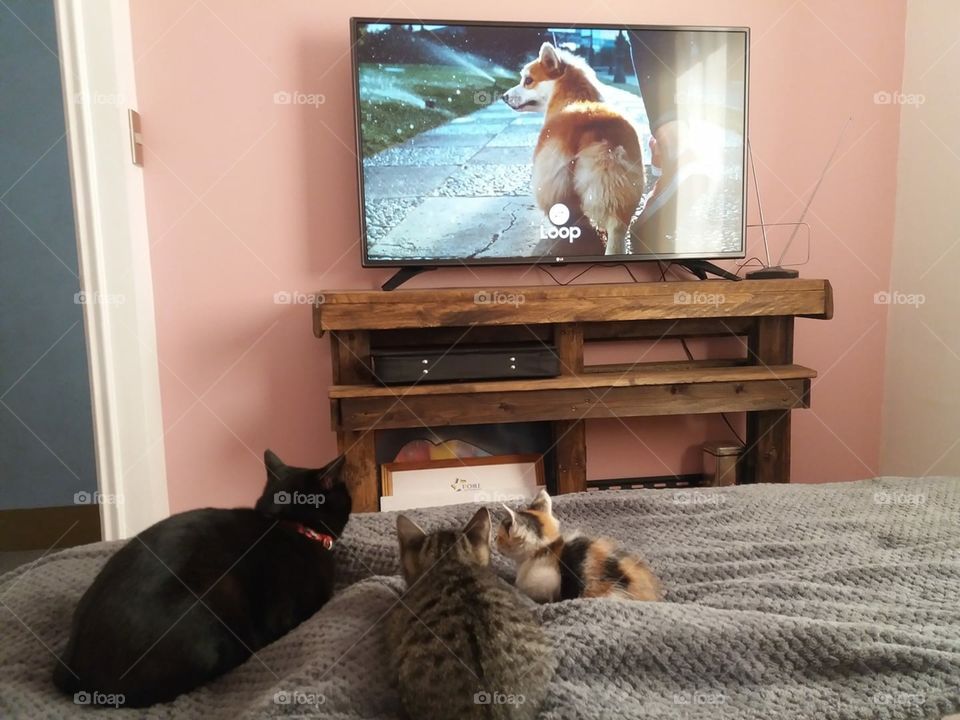 Watching cat tv