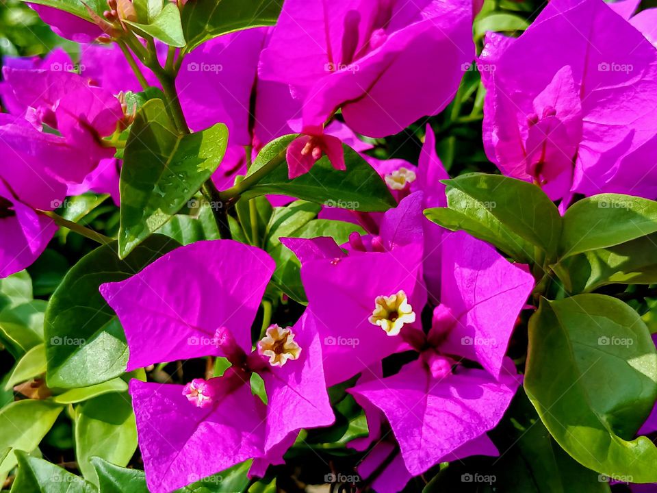 Top view of Bougainvillea flowers.
