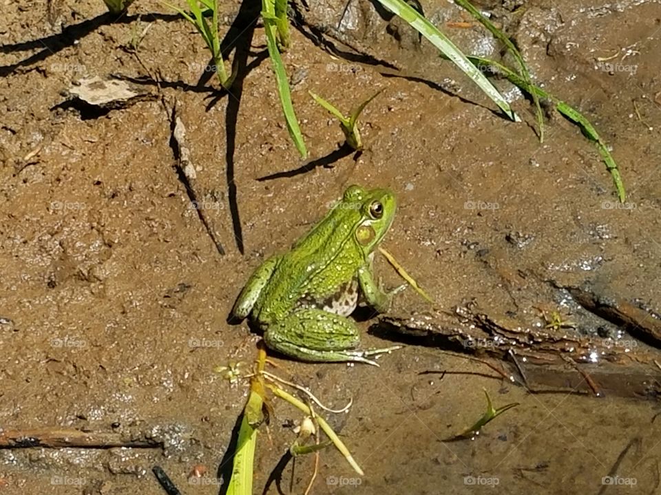 found this little frog while kayaking