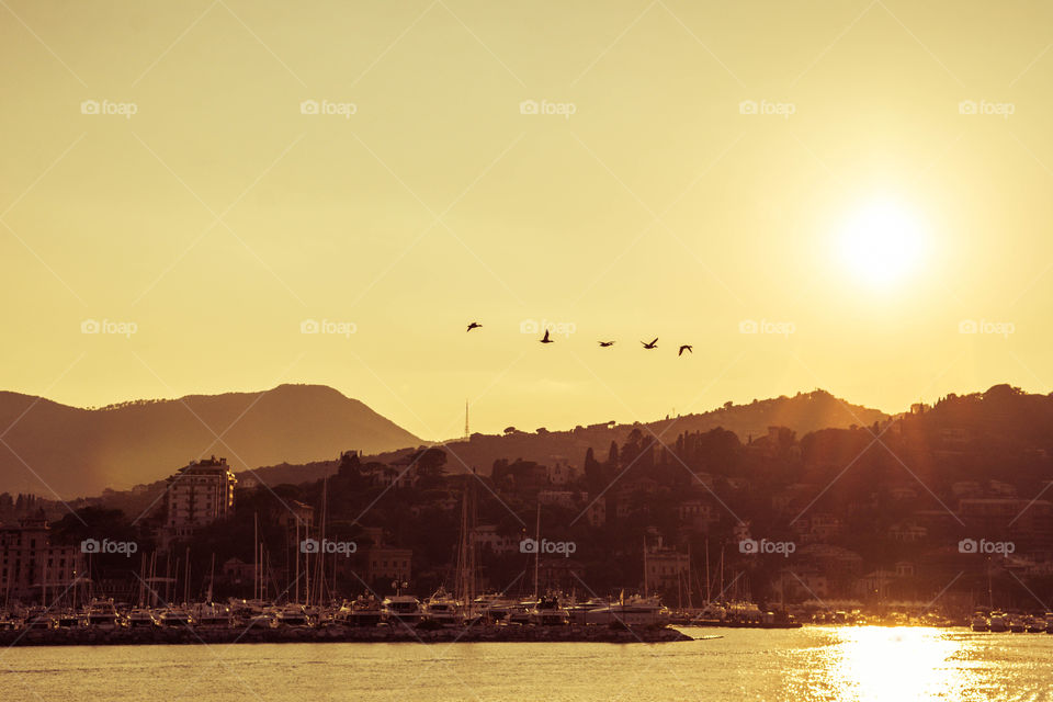 Silhouette of flying ducks