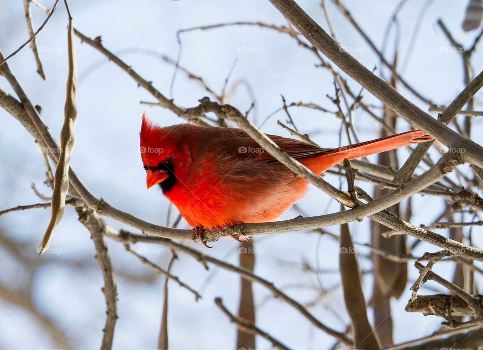 A cardinal perched on a branch looks at me mischievously. Taken in New York 