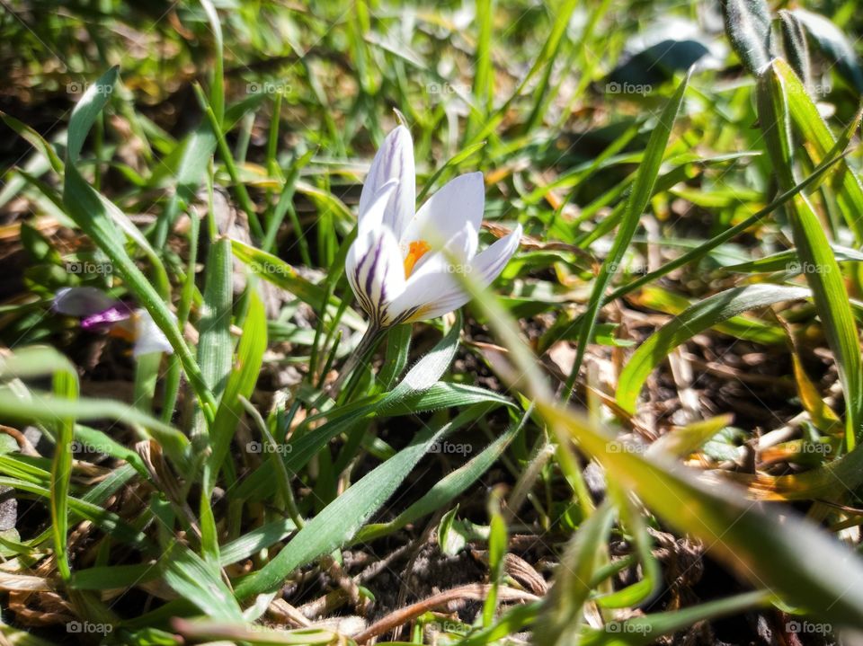 Spring Crocus flower.