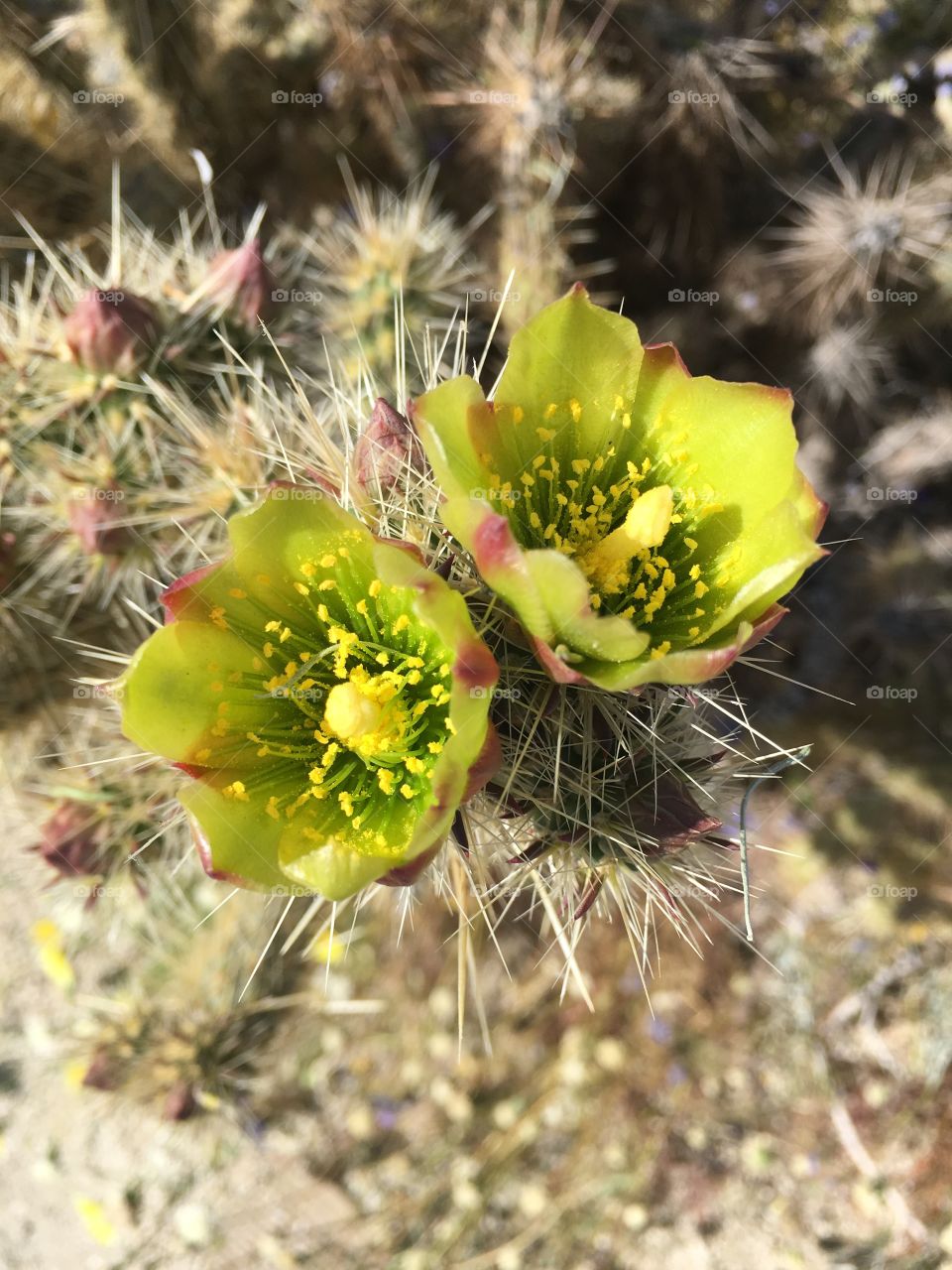 Cactus in bloom