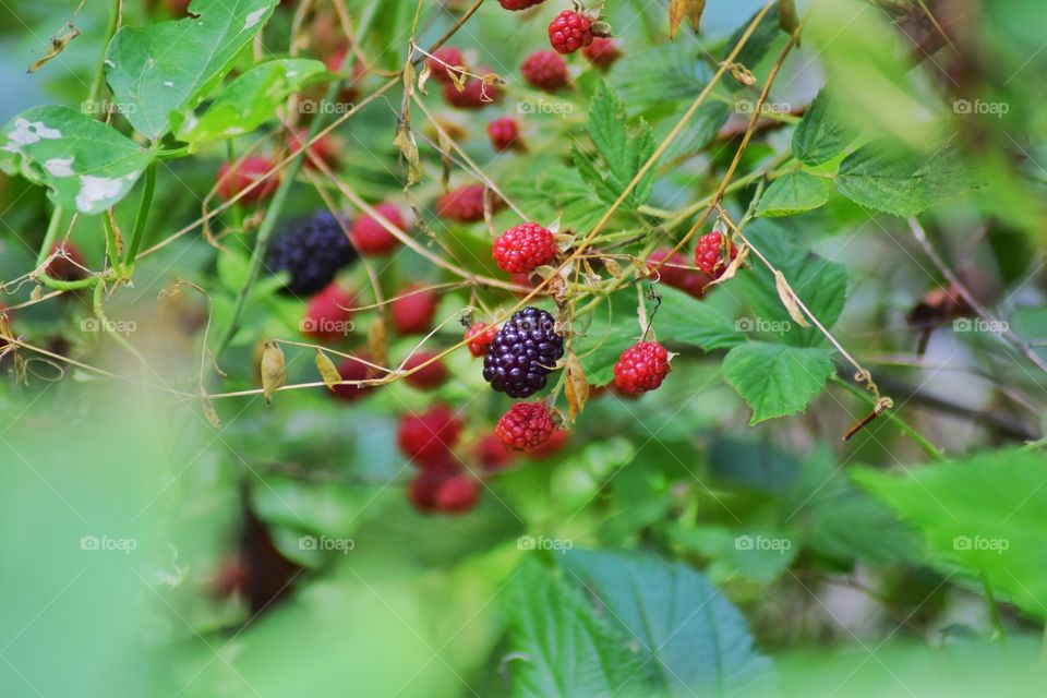 Bright red and blue wild raspberries against a green background