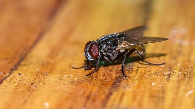 housefly 