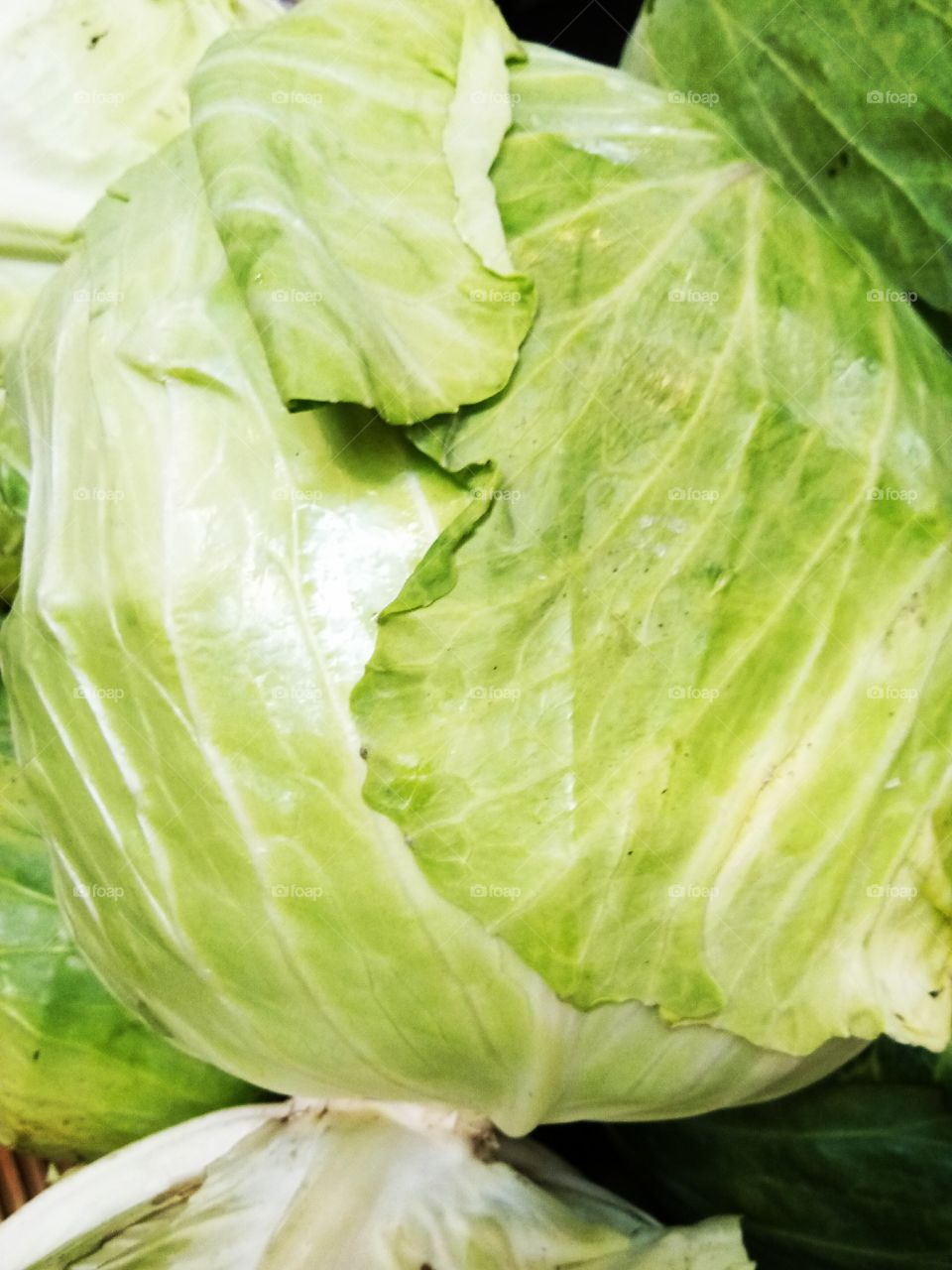 cabbage
vegetable
food