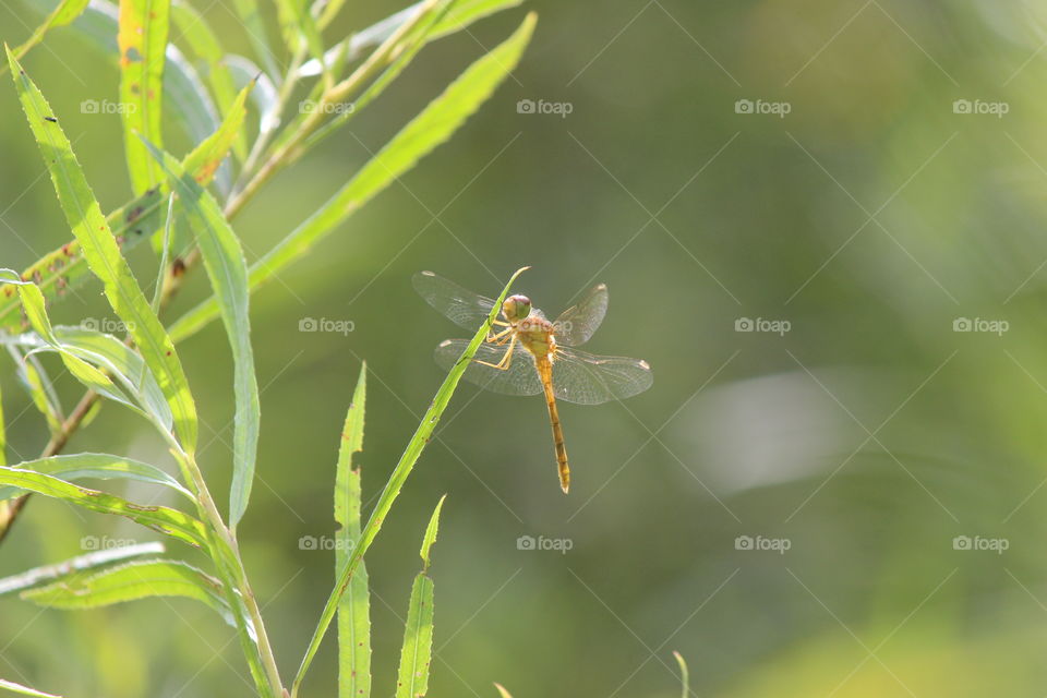 dragonfly transformation