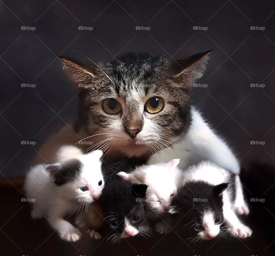 mama cats with her kitten