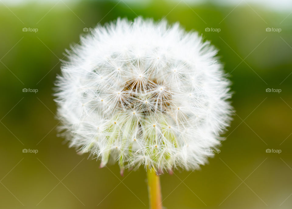 Circle wish flower with green background in the spring