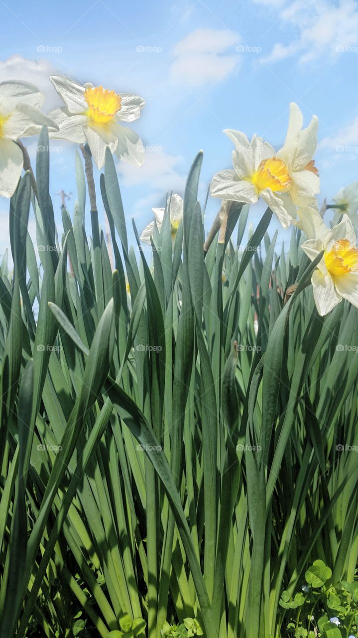 daffodils