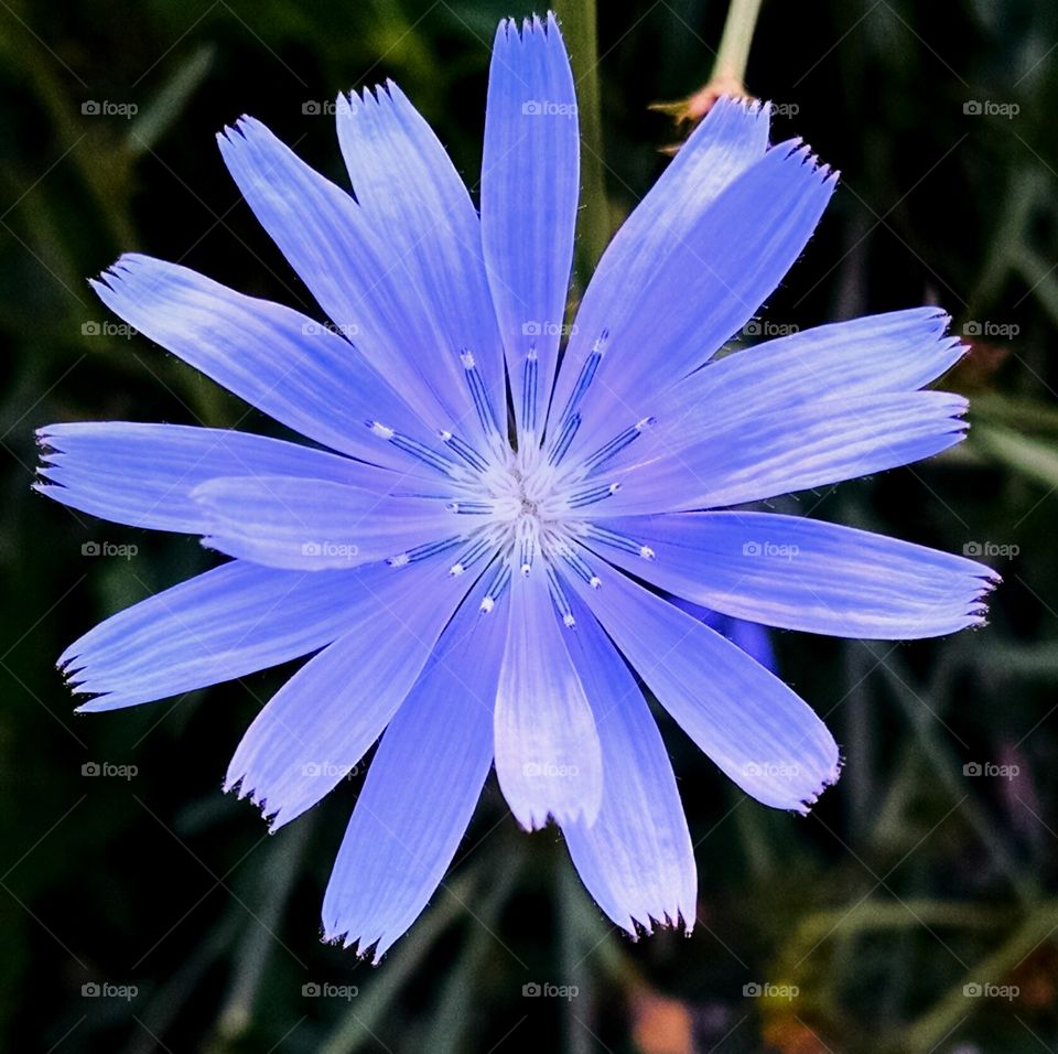 Jersey flower. this pic was taken in Hopatcong NJ on 7/11/15 at about 7:30 am