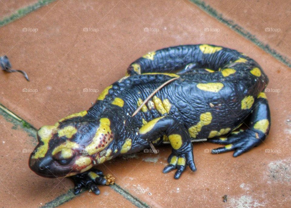 Salamandra pezzata