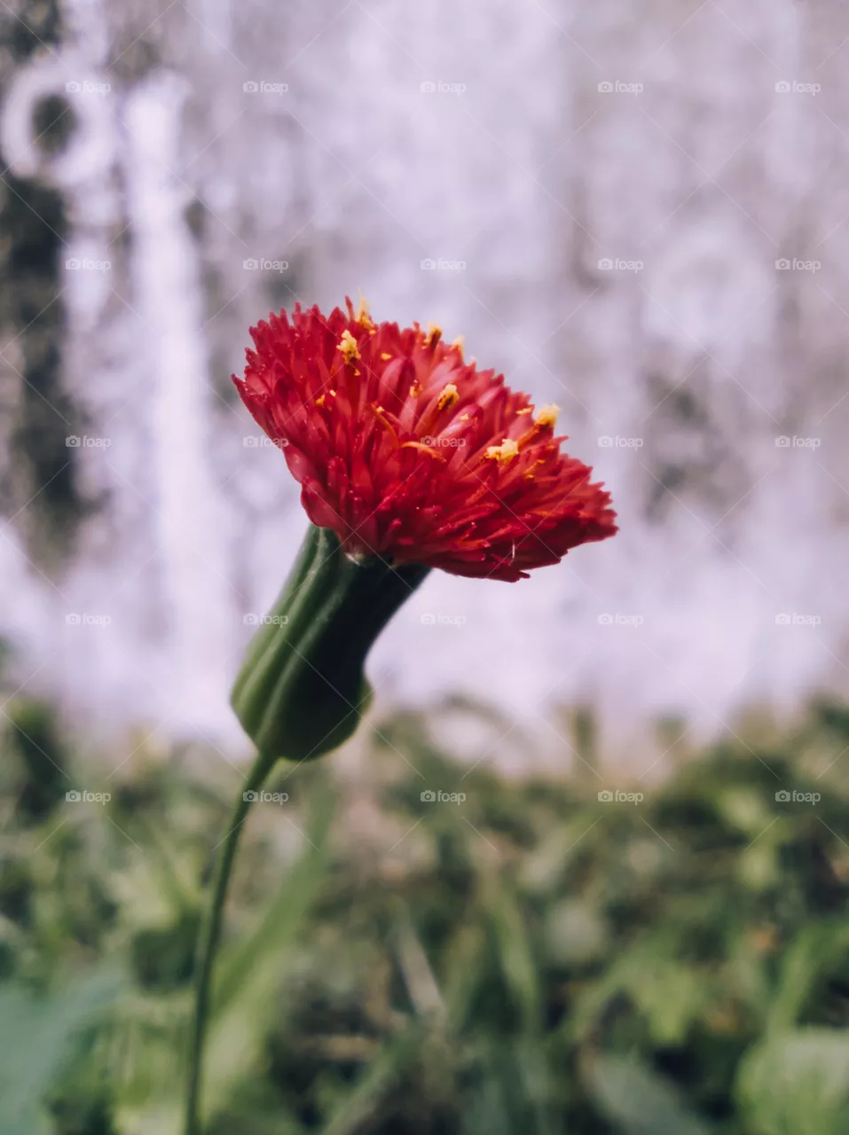 flower fantasy