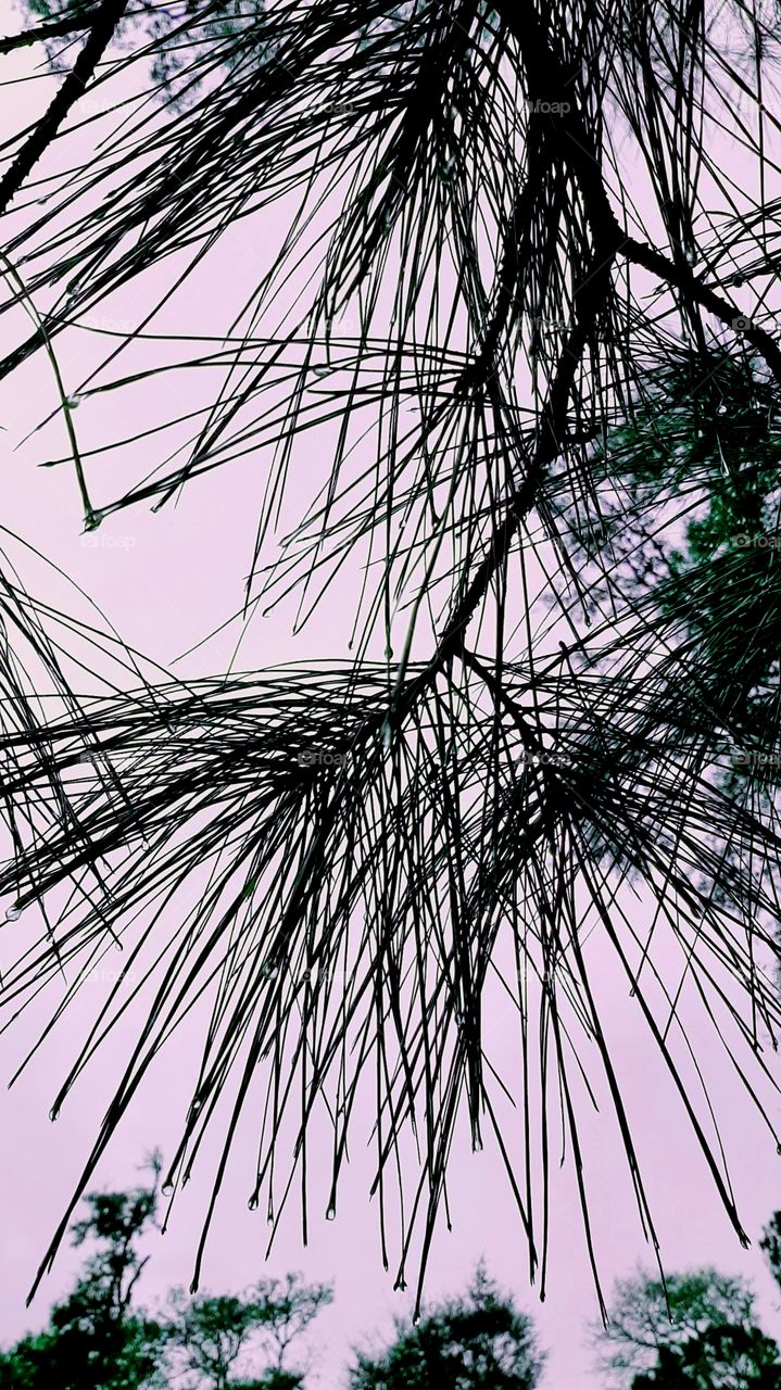 pine branches dripping with rain in early morning