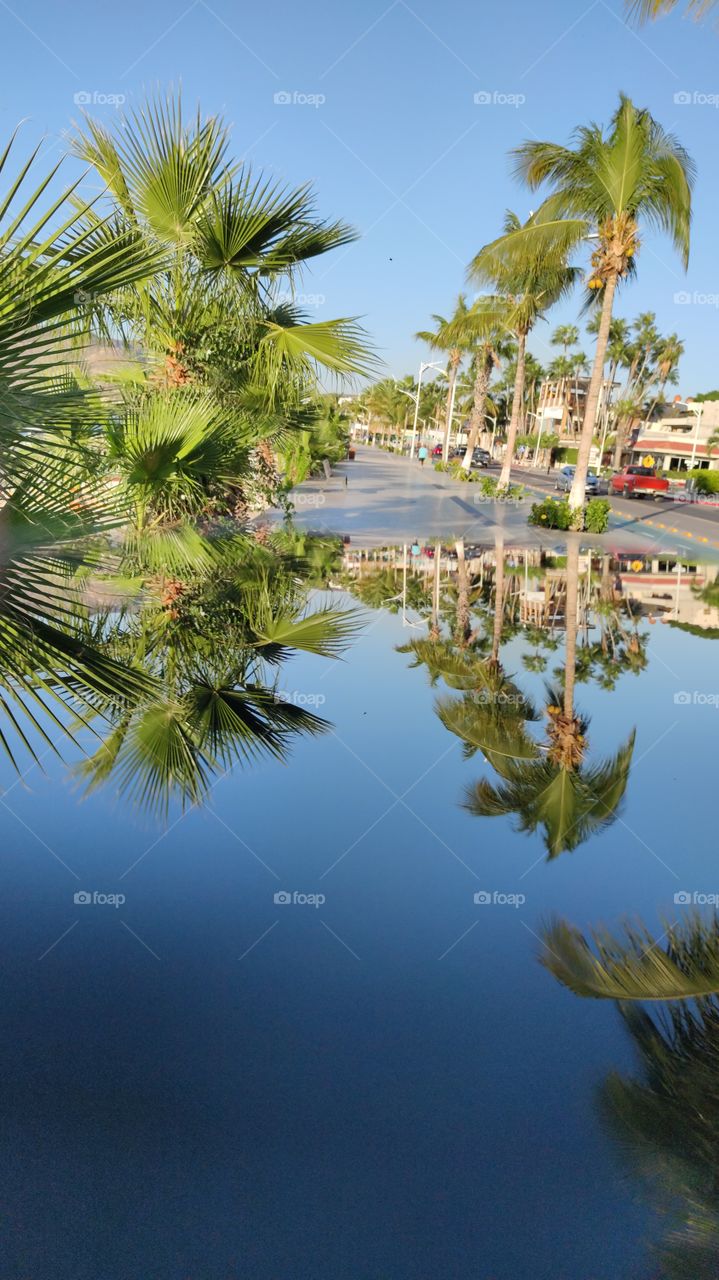 Reflection of palm trees in the street