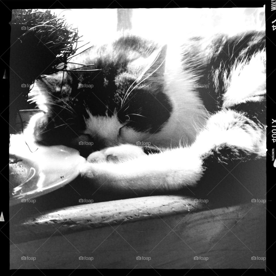 ed cat sleeping window by lindajacobi