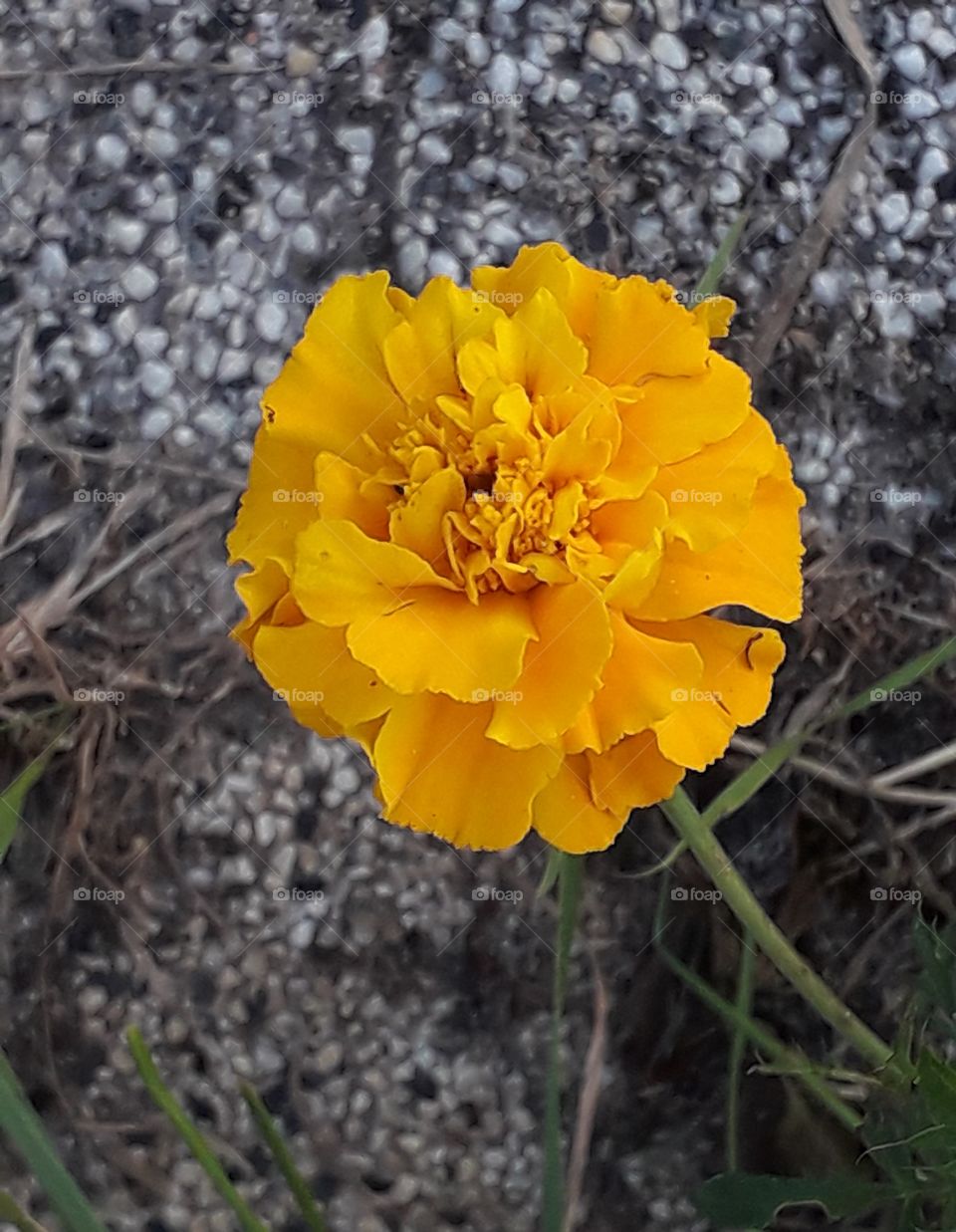 yellow single marigold in the evening