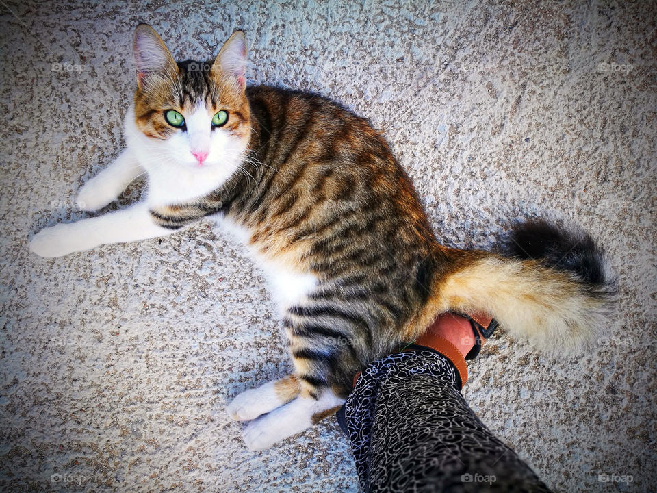 Cat sitting on the floor beside the human foot