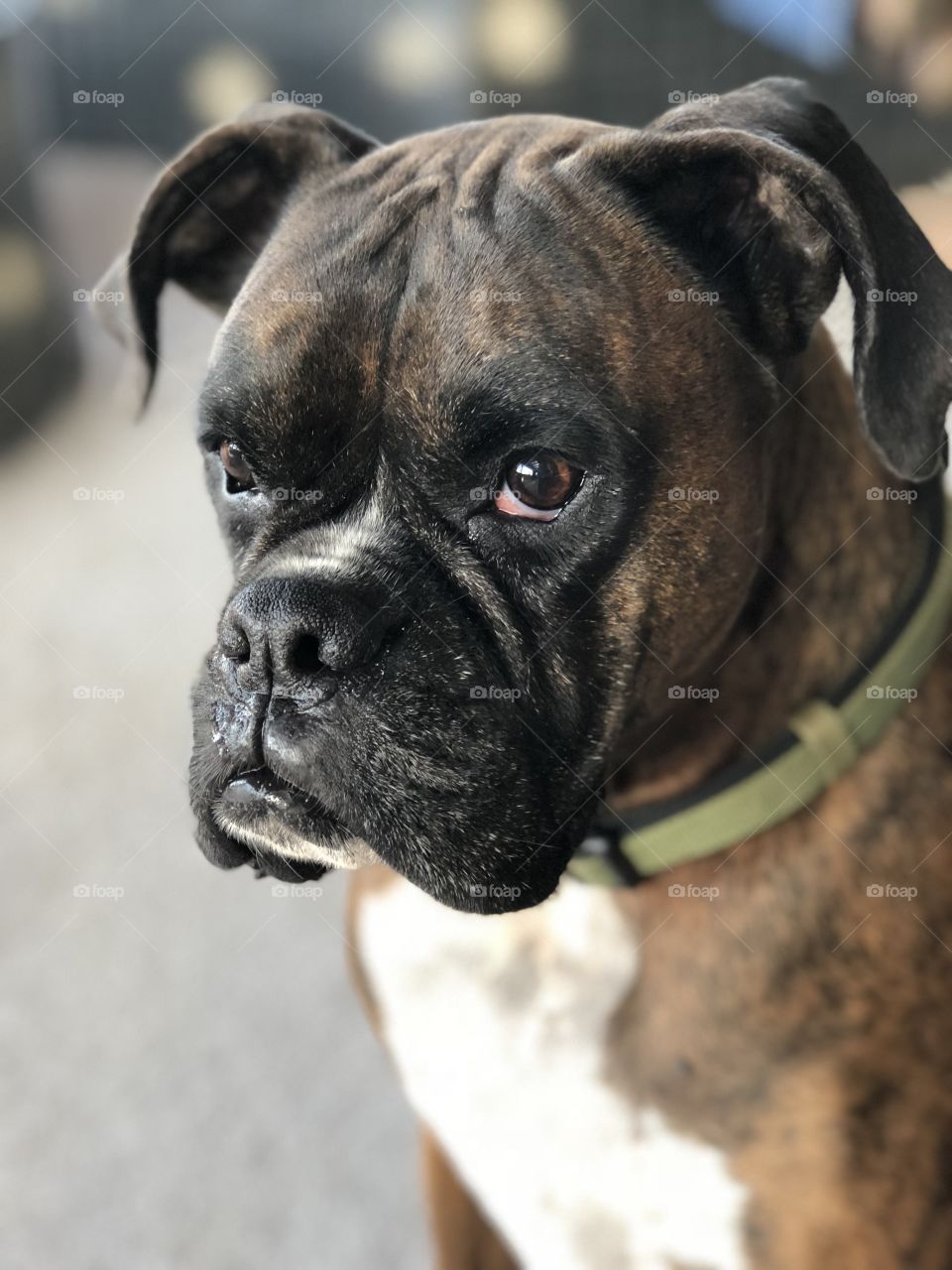 Boxer portrait