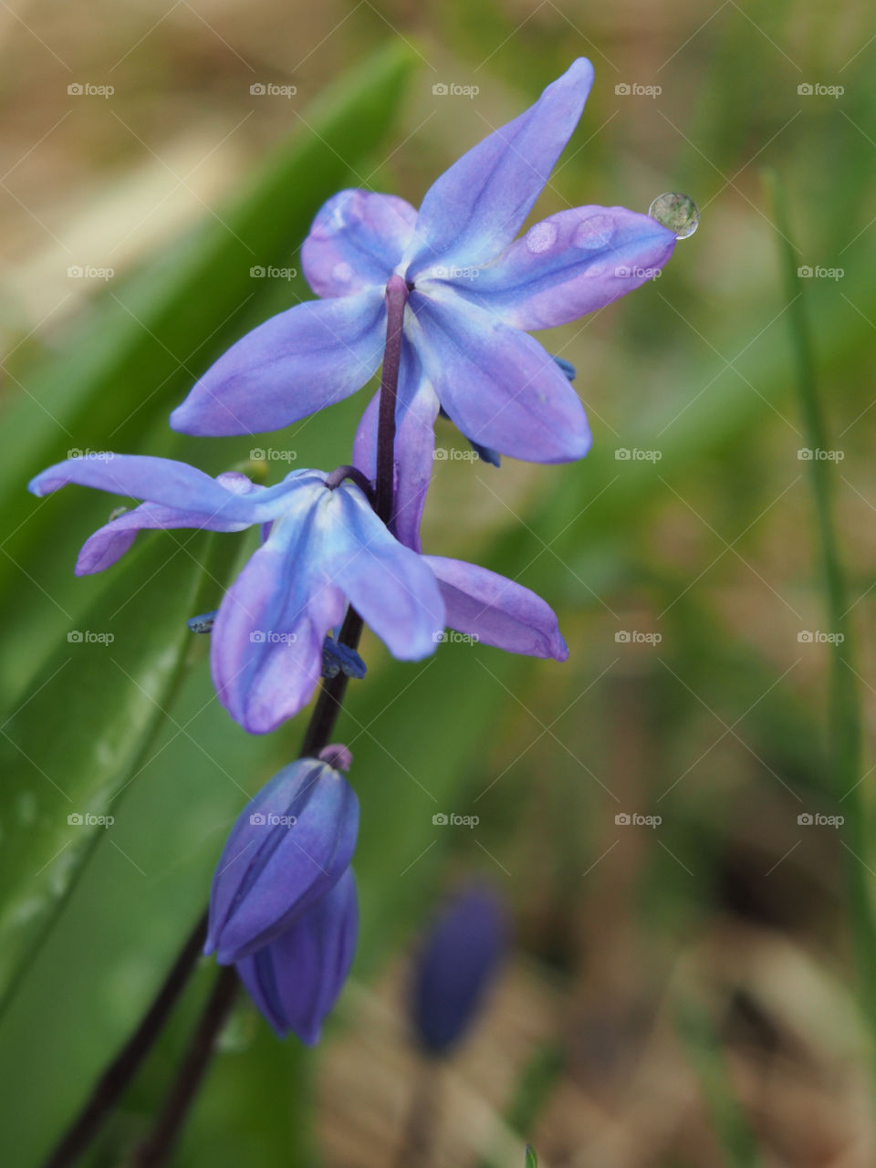 Spring’s first bloom