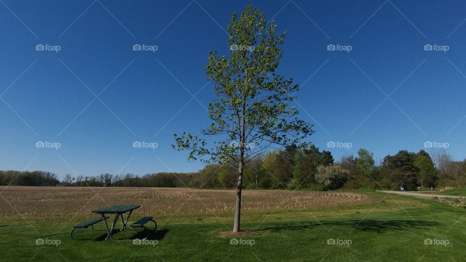 No Person, Tree, Grass, Landscape, Sky