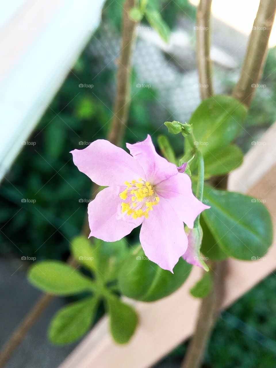 pink tropical flower