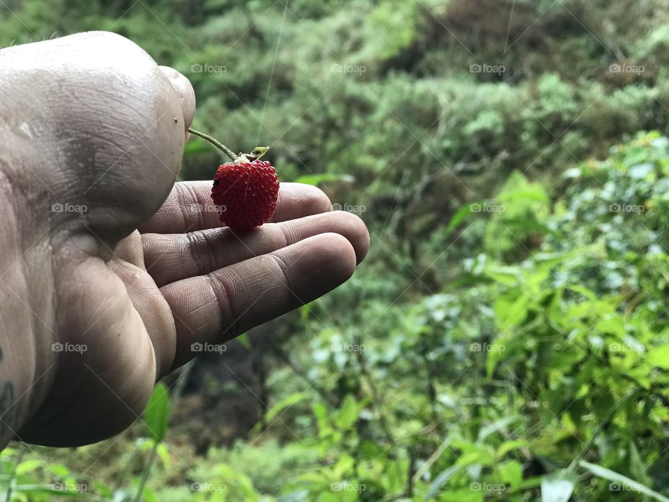 From the hearth of the jungle