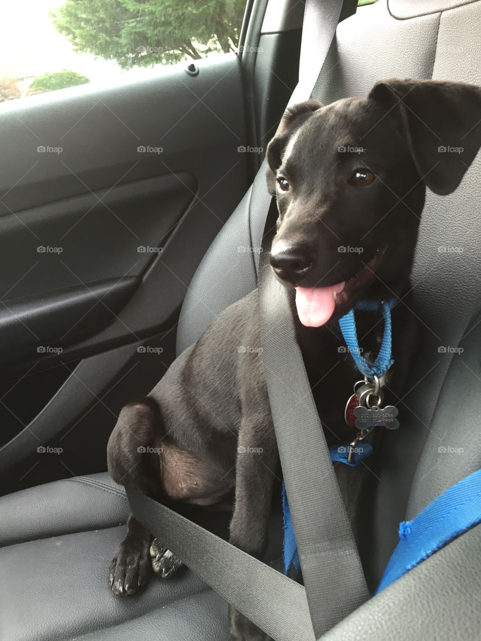 Black puppy buckled into her seatbelt ready to go