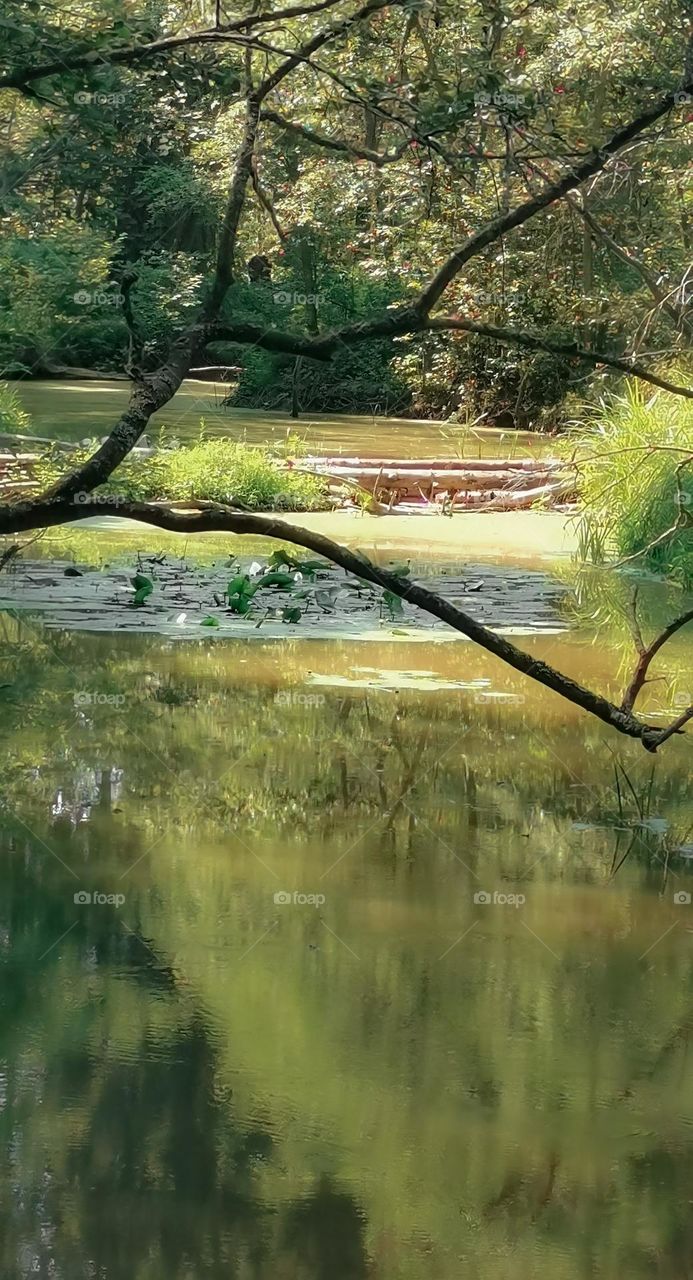 Trees reflecting in a pond with waterlilies