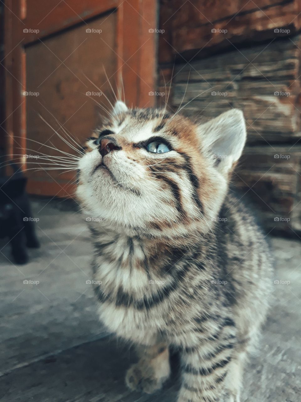 cute little cat