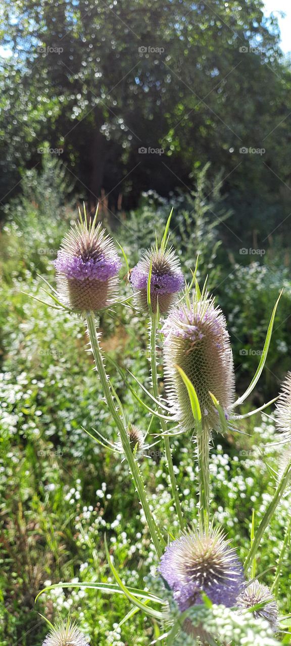 thistles with wreaths