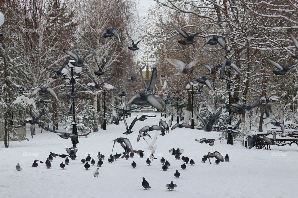 голуби в городском парке города Кокшетау