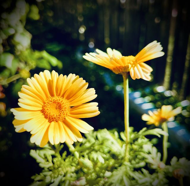 Beautiful flowers