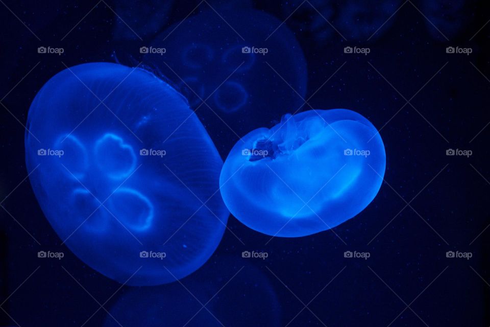 Fluorescent blue jellyfish one big one small swimming together.