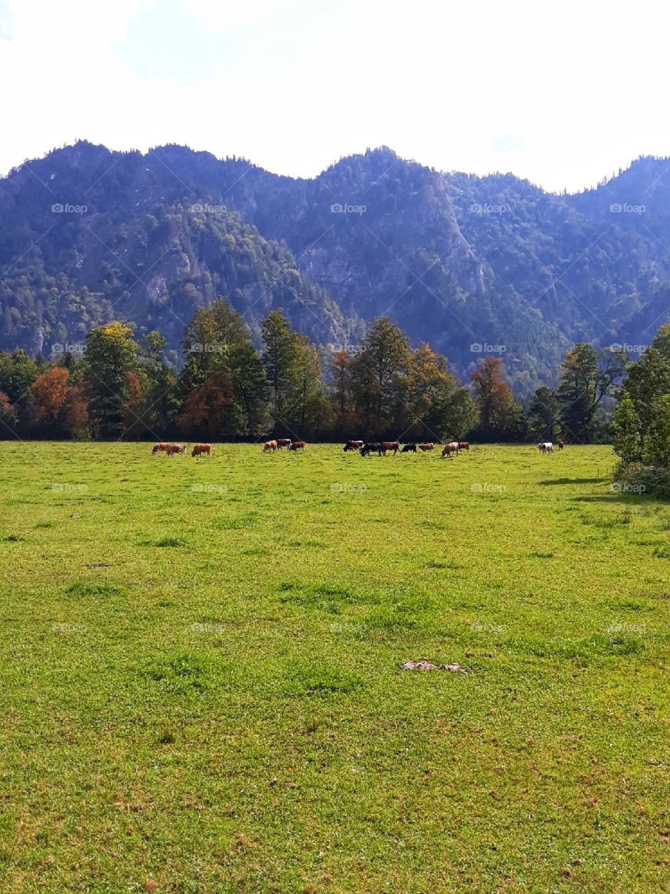 The herd of cows - distant view