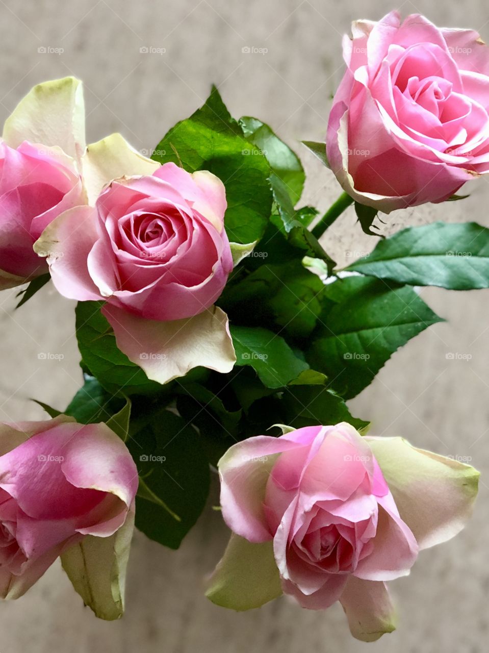 Pink beautiful roses 