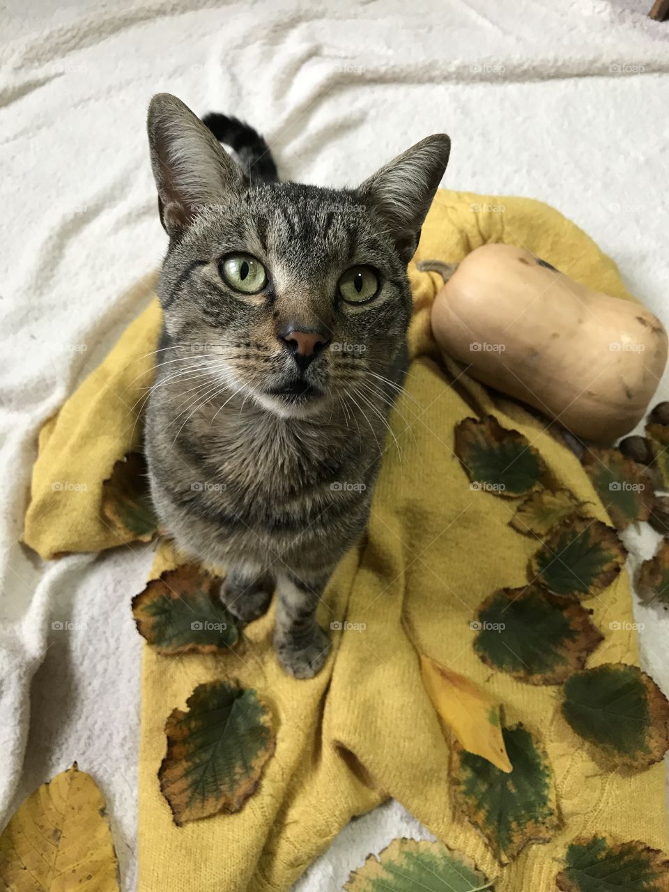 A gray cat in the autumn season.