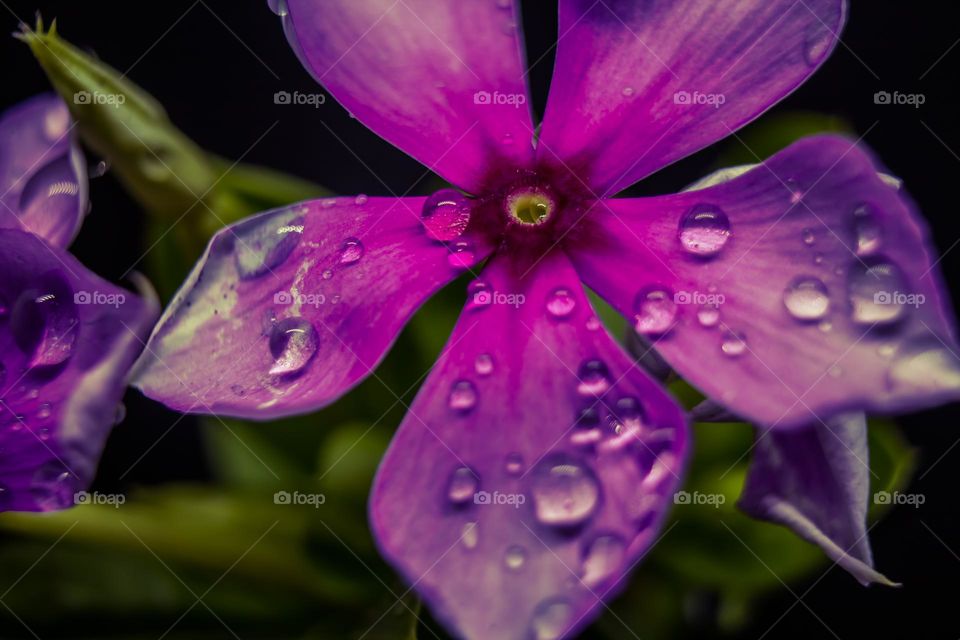 liquid stuck in the flower