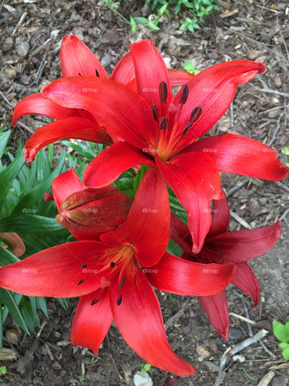 Red lillies 