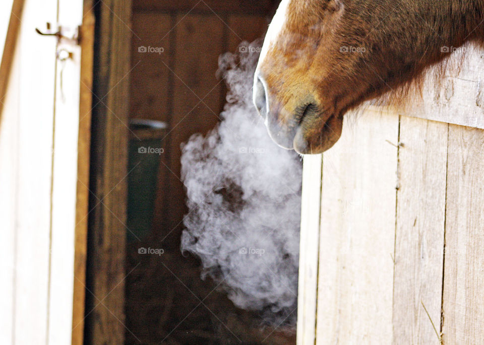 Horse standing in brown stable