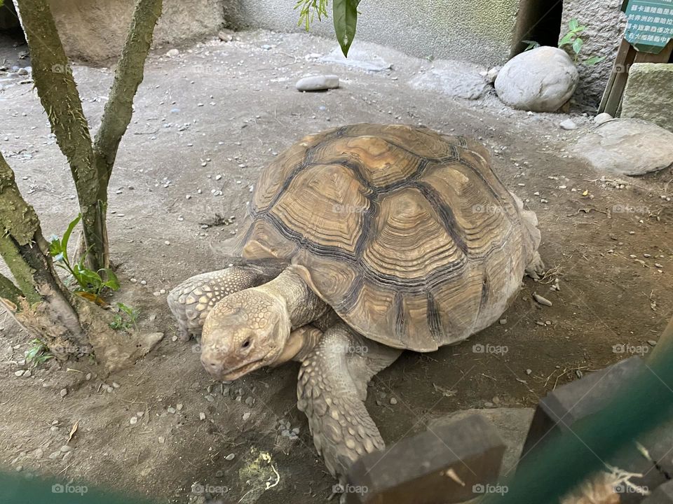 turtle