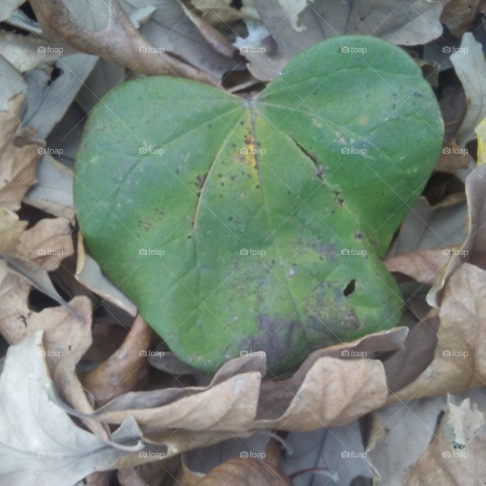 leaf