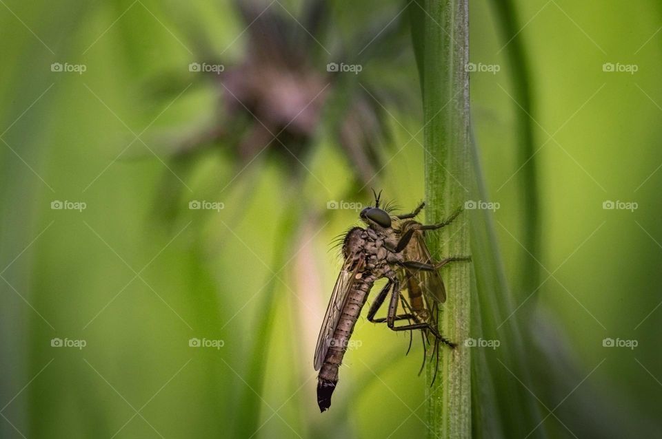 A robber fly ktyr grabbed a fly and sucks the juices from it in the grass in spring