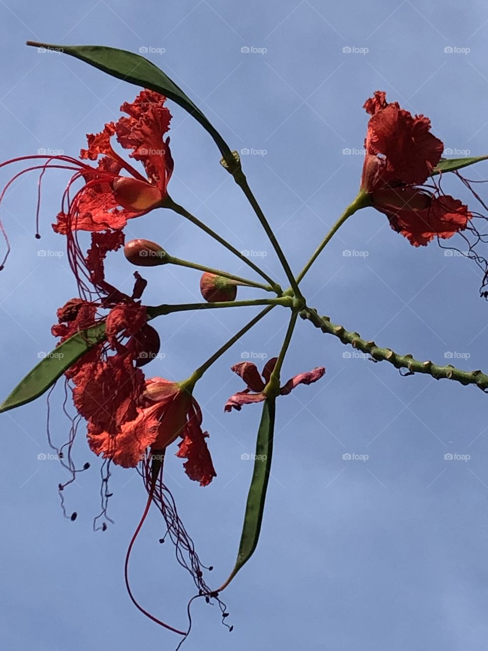 Flowers around everywhere, Countryside ( Thailand 🇹🇭