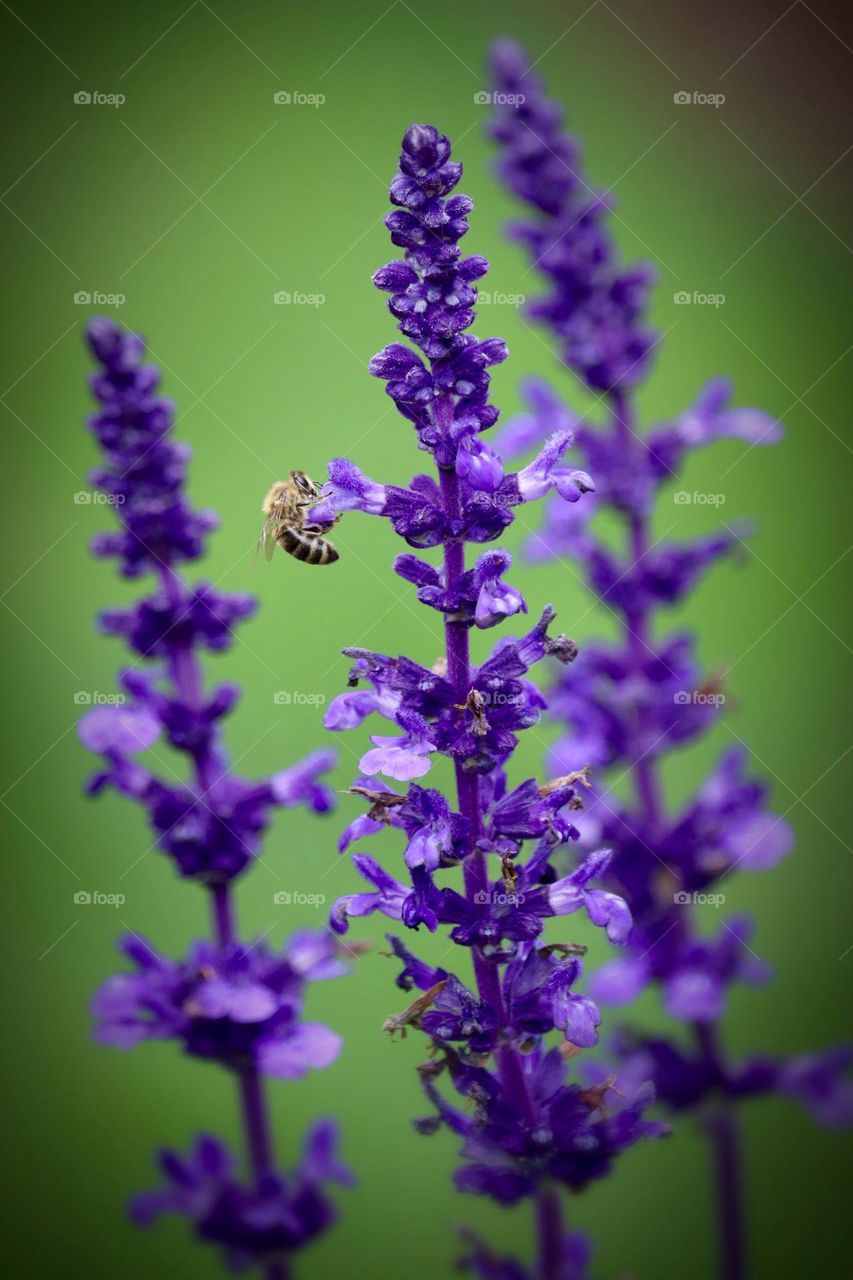 A single honeybee gathers sustenance from bright purple lavender while it blooms in the warm summer of the Pacific Northwest 